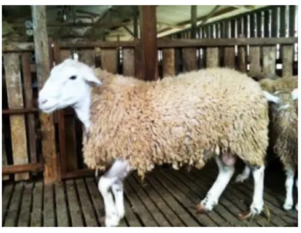 Gambar 2. Domba Texel 
