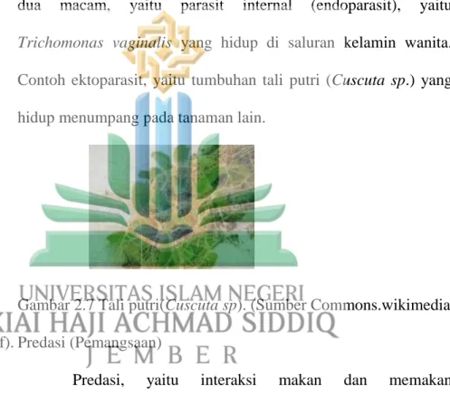 Gambar 2.7 Tali putri(Cuscuta sp). (Sumber Commons.wikimedia)  f). Predasi (Pemangsaan) 