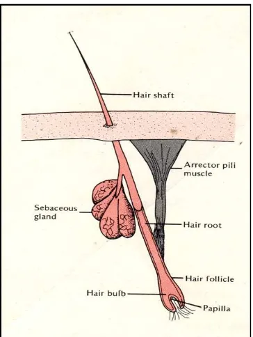 Gambar 2.4. Anatomi rambut (Scott, dkk., 1976). 