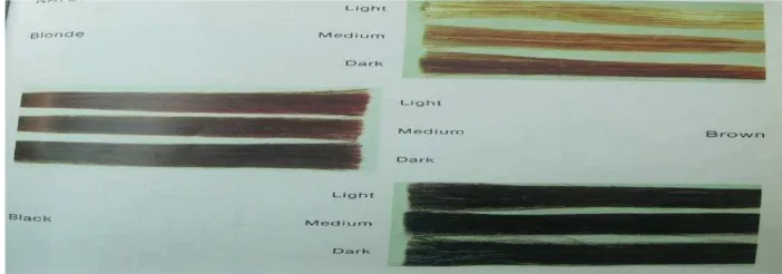 Gambar  3.1.  Natural colour levels (Dalton, 1985). 
