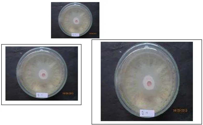Gambar 2. Uji kitinase Mucor pada medium kitin