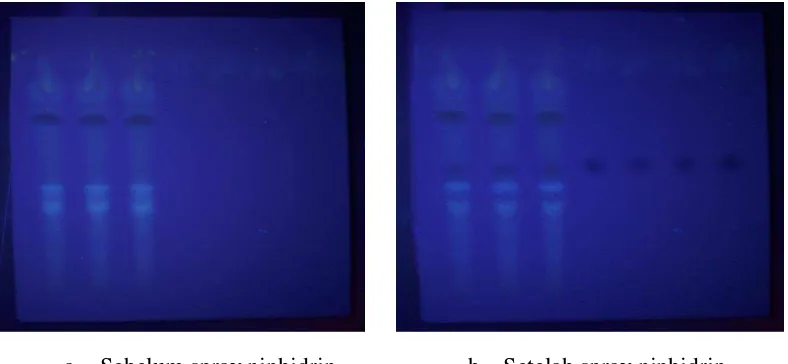 Gambar 3. Hasil KLT GABA ekstrak etanol daun A.altilis pada sinar UV 266 nm 