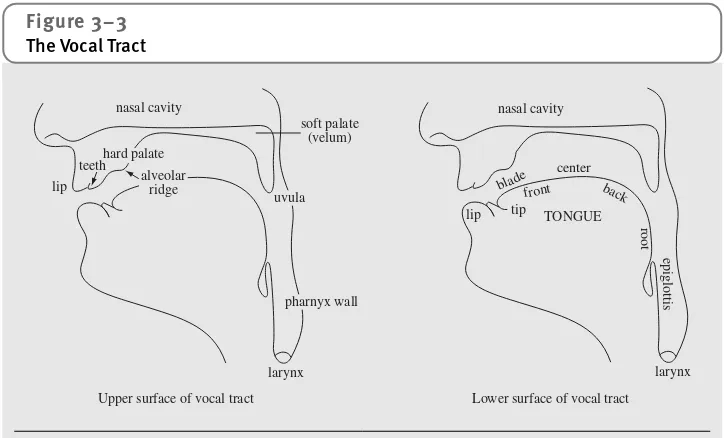 Figure 3–3The Vocal Tract