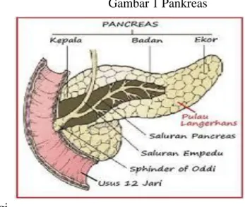 Gambar 1 Pankreas 