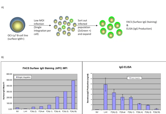 Figure 2.3  A) Experimental design for measuring the ratioed expression of surface-to- surface-to-secreted immunoglobulins by IgG Molecular Rheostat constructs