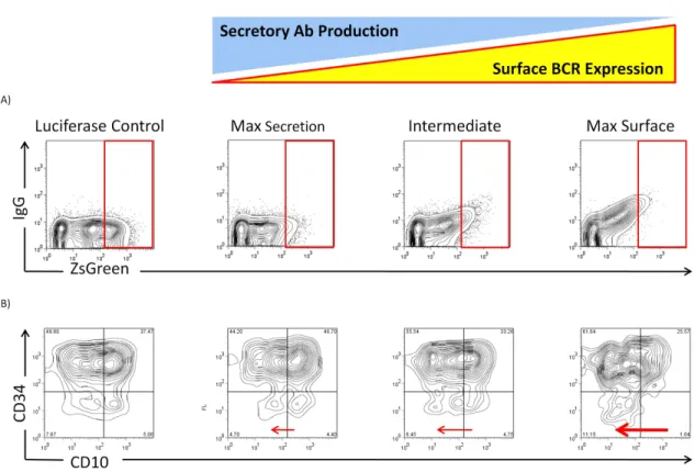 Figure 2.6  Molecular Rheostat BCRs promote maturation of EU12 cells. A) CD 34 + EU12 cells (early B cells) transduced with IRES-driven ZsGreen expressing Molecular  Rhestat constructs were analyzed by flow cytometry