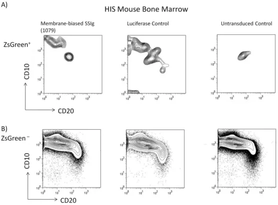 Figure 3.2 FACS analysis of the bone marrow of HIS mice reconstituted from human  CD34 +  cells transduced with Molecular Rheostat and luciferase control vectors