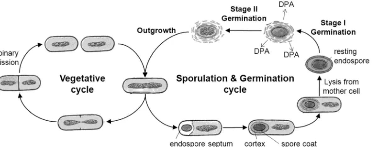 Figure 1.2 | Life cycle of an endospore-forming bacterium. 