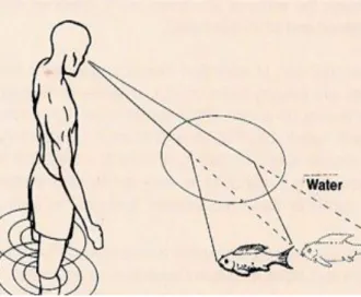 Fig 2.15   The fish appears closer, because the   light rays are refracted at the air/water interface 