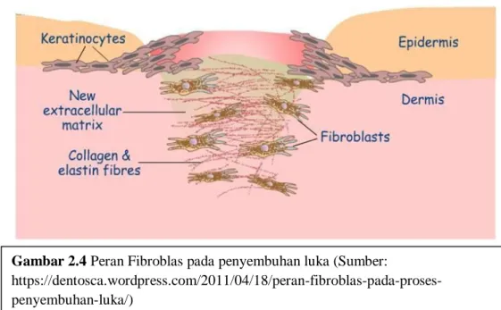 Gambar 2.4 Peran Fibroblas pada penyembuhan luka (Sumber: 