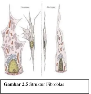 Gambar 2.5 Struktur Fibroblas 