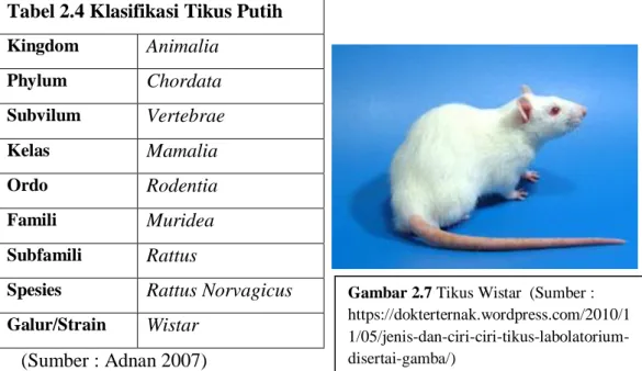 Tabel 2.4 Klasifikasi Tikus Putih  Kingdom  Animalia  