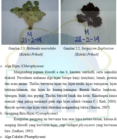 Gambar 2.1. Halimeda macroloba         Gambar 2.2. Sargassum Duplicatum 