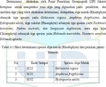 Tabel.4.2 Hasil determinasi spesies alga cokelat (Phaeophyta) dari perairan pantai 