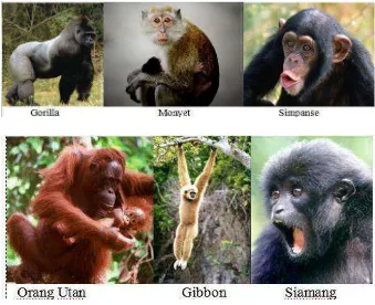 Gambar 1 Hewan primata penghuni hutan tropis 
