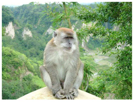 Gambar 6 Monyet Ekor Panjang 