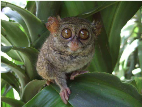 Gambar 10 Tarsius 