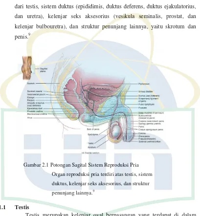 Gambar 2.1 Potongan Sagital Sistem Reproduksi Pria 