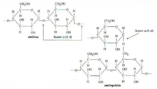 Gambar 1 : Amilosa dan Amilopektein 