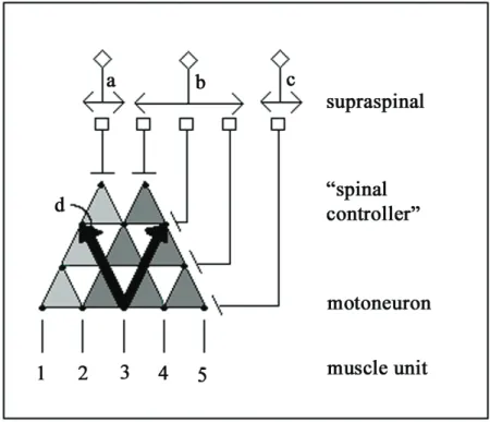 Figure 2.4:  Cartoon depicting several features of the sensorimotor control of movement