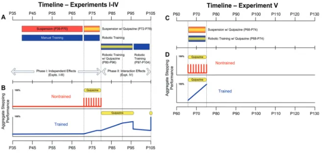 Figure 4.1: Experimental timeline. The sequence of experiments conducted on the step trained (blue bars)  and nontrained (red bars) groups are shown for experiments I–IV (A) and experiment V (C)
