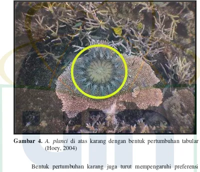 Gambar 4. A. planci di atas karang dengan bentuk pertumbuhan tabular 