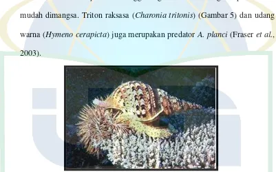 Gambar 5. Salah satu predator A. planci yaitu Charonia tritonis (Hoey, 2004) 