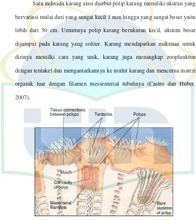 Gambar 6. Morfologi terumbu karang (Castro dan Huber, 2003) 