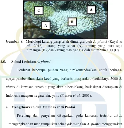 Gambar 8.  Morfologi karang yang telah dimangsa oleh A. planci (Kayal et 