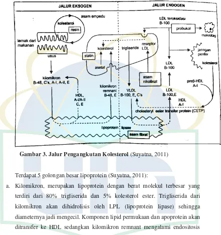 Gambar 3. Jalur Pengangkutan Kolesterol (Suyatna, 2011) 