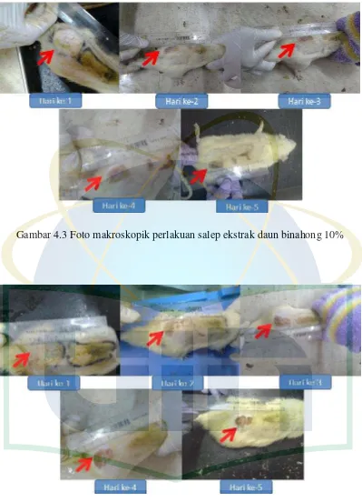 Gambar 4.3 Foto makroskopik perlakuan salep ekstrak daun binahong 10% 