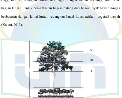 Gambar 3. Pembagian strata vegetasi pohon (Rahayuningsih  et al., 2007) 
