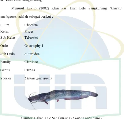 Gambar 1. Ikan Lele Sangkuriang (Clarias gariepinus) 