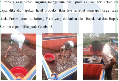 Gambar 4. Pemberian Pakan Pada Ikan lele di Bojong Farm 