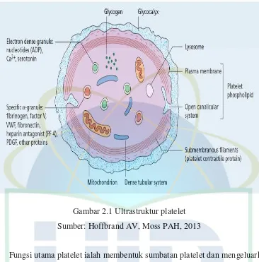 Gambar 2.1 Ultrastruktur platelet 