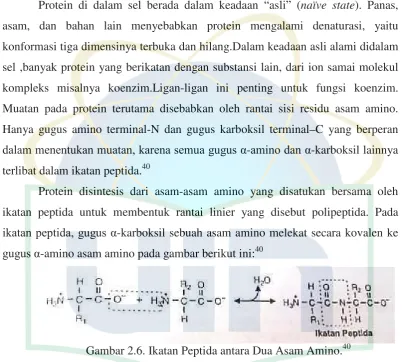 Gambar 2.6. Ikatan Peptida antara Dua Asam Amino.40 