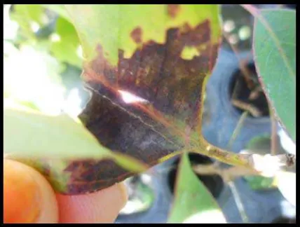 Gambar 3. Gejala serangan penyakit terbanyak kedua berupa bercak kehitaman. Pada daun tua (A) dan daun muda (B)   