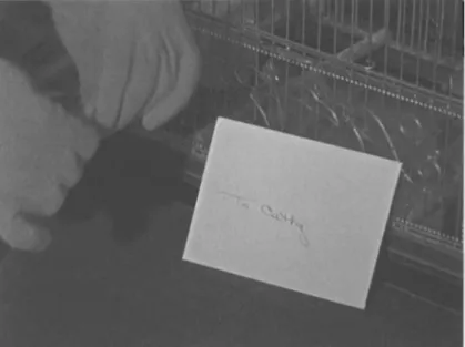 Figure 1.3 The Birds: the disruption of alternation (shot 33). 
