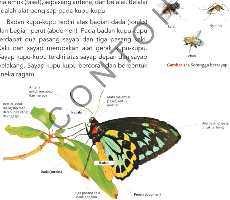 Gambar 1.14 Bagian tubuh serangga dan fungsinya.