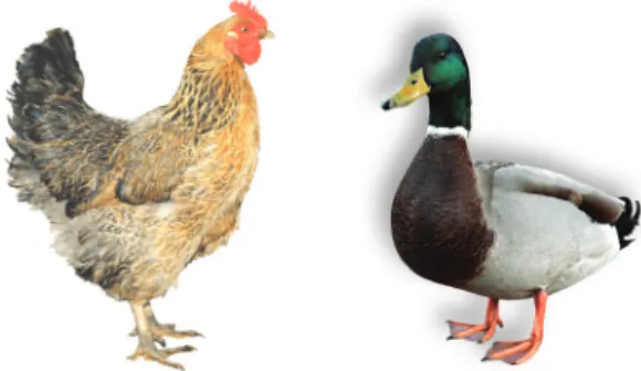Gambar 1.2 Ayam dan bebek memiliki bentuk  tubuh yang mirip.