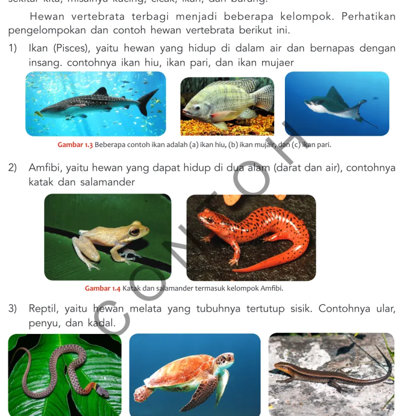 Gambar 1.3 Beberapa contoh ikan adalah (a) ikan hiu, (b) ikan mujair, dan (c) ikan pari.