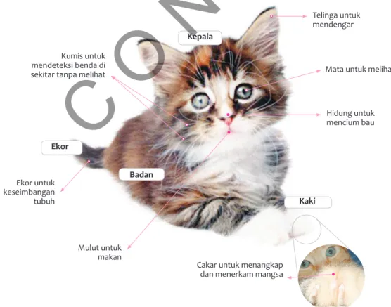 Gambar 1.7 Bagian tubuh kucing dan fungsinya.