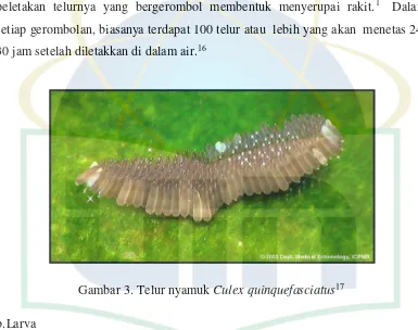 Gambar 3. Telur nyamuk Culex quinquefasciatus17 