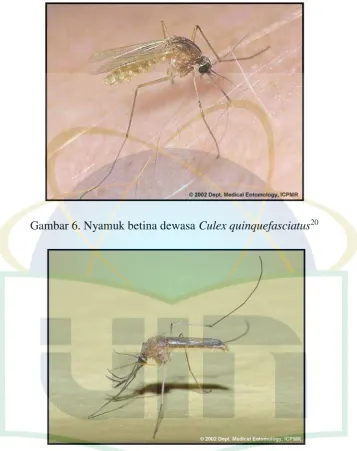 Gambar 6. Nyamuk betina dewasa Culex quinquefasciatus20 