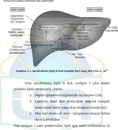 Gambar 2.1. metabolisme lipid di hati diambil dari Jung Sub Lim et. Al16 