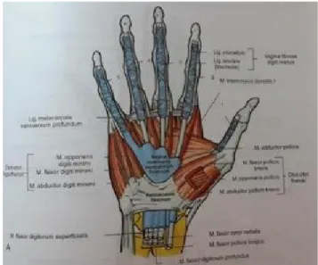 Gambar 1. Anatomi Pergelangan Tangan (Moore, 2010) 2. Fisiologi