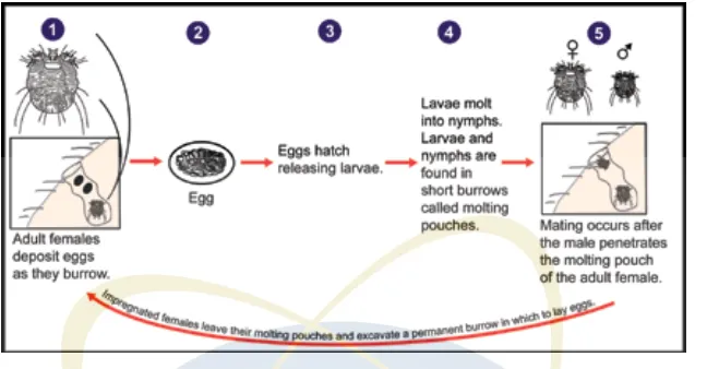 Gambar 2.2  Siklus hidup Sarcoptes scabiei. Sumber: CDC, 2010.  Diakses dari: 
