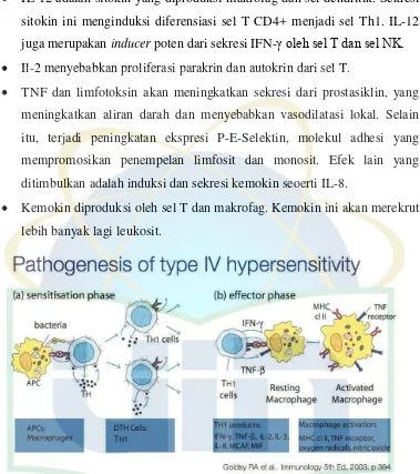 Gambar 2.3 Patogenesis hipersensitivitas tipe 4. Sumber: Goldys RA et al. Immunology 5th Ed, 2003, p 384