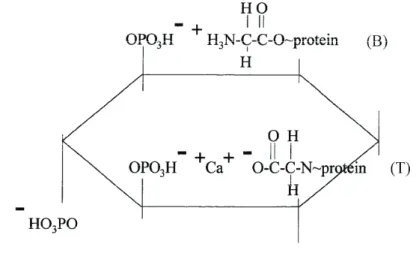Gambar 13  Struktur kompleks asam itat mengikat protein, binary (B) dan  ternary (T)