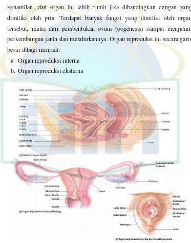 Gambar 2.1. Organ reproduksi wanita. 